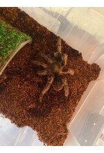 Photo from customer for Aphonopelma seemanni