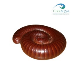 Ophistreptus guineensis