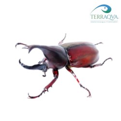 Xylotrupes Gideon Sumatrensis - LARVA | Online Sale | TERRAQUA