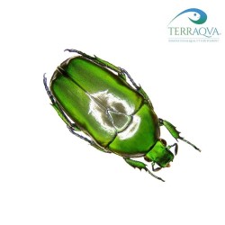 Tmesorrhina Simillima - 3 LARVAE | Online Sale | TERRAQUA