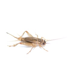 Acheta Medi 200+50 pezzi omaggio.png