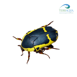 Pachnoda Flaviventris - 3 LARVAE | Online Sale | TERRAQUA