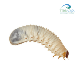 Pachnoda Flaviventris - 3 LARVAE | Online Sale | TERRAQUA