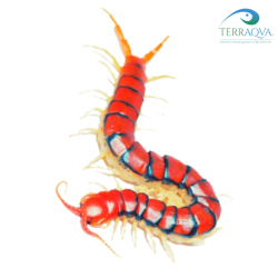 Scolopendra Sp. RED RUBY | Online Sale | TERRAQUA