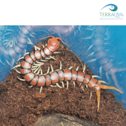 Scolopendra Sp. RED RUBY | Online Sale | TERRAQUA
