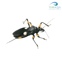 Platymeris Guttatipennis | Online Sale | TERRAQUA