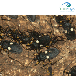 Platymeris Guttatipennis | Online Sale | TERRAQUA