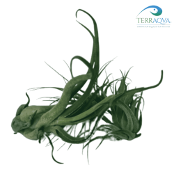 Tillandsia Bulbosa | Online Sale | TERRAQUA