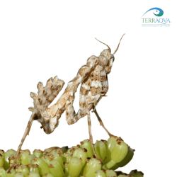 Blepharopsis Mendica | Online Sale | TERRAQUA