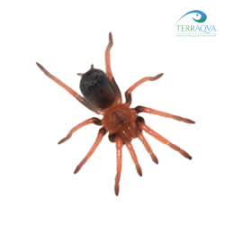 Brachypelma Boehmei - Size S | Online Sale | TERRAQUA