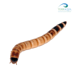 Caimani (Zophobas Morio) 100 gr.png