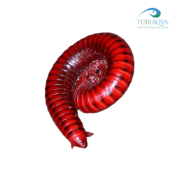 Centrobolus fulgidus, red fire millipedes.png