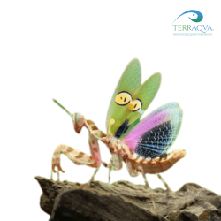 Creobroter gemmatus, asian flower mantis for sale.png