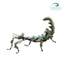 Extatosoma tiaratum Lichen for sale.png