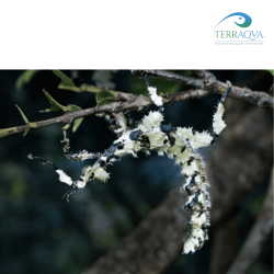 Extatosoma Tiaratum Lichen | Online Sale | TERRAQUA