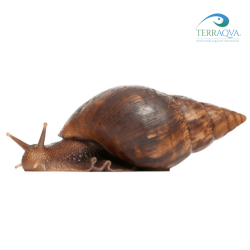 Achatina Fulica | Online Sale | TERRAQUA