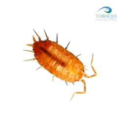 Porcellionides Pruinosus Orange | Online Sale | TERRAQUA