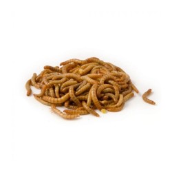 Tarme della farina (Tenebrio Molitor) 50 gr