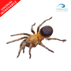 Pseudhapalopus yellow blue sling (S)