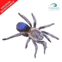 Pseudhapalopus SP Blue - Size S | Online Sale | TERRAQUA