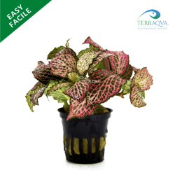 Fittonia 'Red'