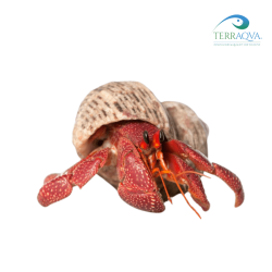 Coenobita perlatus, strawberry hermit crab for sale.png
