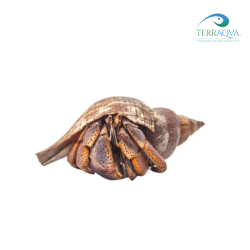Coenobita Clypeatus | Online Sale | TERRAQUA