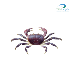 Purple crab, Gecarcoidea lalandii.png