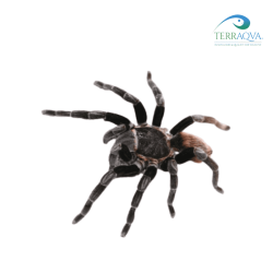 Brachypelma Sabulosum - Taglia M | Vendita Online | TERRAQUA