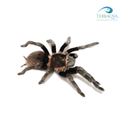 Brachypelma Epicureanum - Size S | Online Sale | TERRAQUA