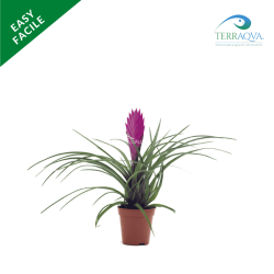 Tillandsia mix vasetto