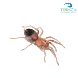 Acanthoscurria sp. Balcozna - Size M | Online Sale | TERRAQUA