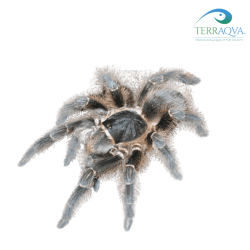 Acanthoscurria balcozna, forma adulta.png