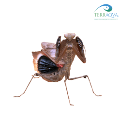 Deroplatys Desiccata | Online Sale | TERRAQUA