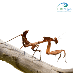 Deroplatys Desiccata | Online Sale | TERRAQUA
