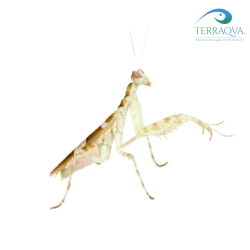 Creobroter sp. Yunnan - Jeweled Flower Mantis for sale.png