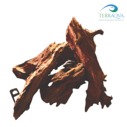Mangrove Root 20 - 30 cm | Online Sale | TERRAQUA