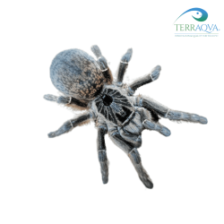Ceratogyrus marshalli, for sale.png