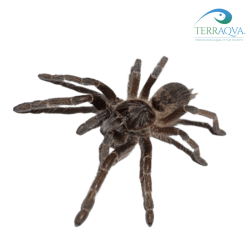 Ceratogyrus marshalli various size.png