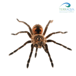 Pamphobeteus platyomma