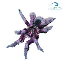 Pamphobeteus platyomma