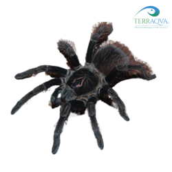 Pamphobeteus platyomma