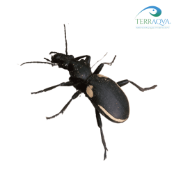 Anthia Homoplatum | Online Sale | TERRAQUA