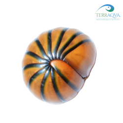 Sphaerotherium Giganteum - RARITY | Online Sale | TERRAQUA