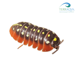 Armadillidium klugii Montenegro (foto indicativa)