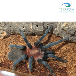 Holothele longipes in vendita, varie taglie.png