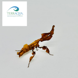 Phyllocrania paradoxa sub adulta/adulta