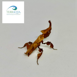 Phyllocrania Paradoxa | Vendita Online | TERRAQUA