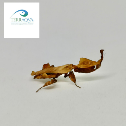 Phyllocrania Paradoxa | Vendita Online | TERRAQUA