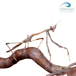 Heterochaeta orientalis for sale.png